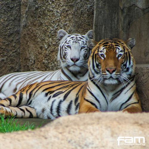 (Foto: Zool&oacute;gico La Aurora)