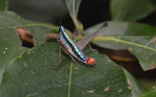 En la finca hay saltamontes payaso, de la familia Eumastacidae. (Foto: Juan Carlos Aquino/Colaborador)