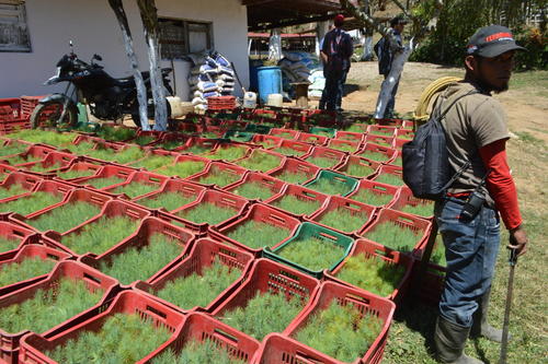 Planta de pino lista para seguir reforestando en la zona boscosa. (Foto: Juan Carlos Aquino/Colaborador)