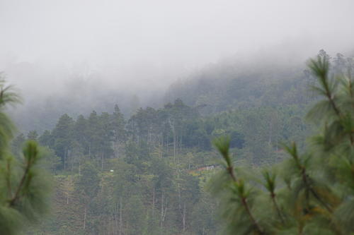 El bosque es productor de nacimientos de agua de donde nace el r&iacute;o Punil&aacute;. (Foto: Juan Carlos Aquino/Colaborador)