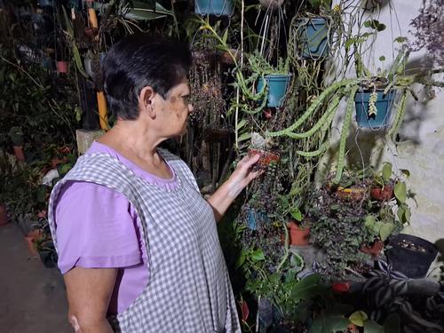 Tambi&eacute;n administra dos viveros con m&aacute;s de 500 especies de orqu&iacute;deas. (Foto: Irma Tzi/Colaboradora)