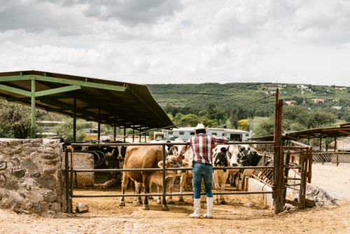 La ganader&iacute;a est&aacute; entre los sectores m&aacute;s cr&iacute;ticos de la empleabilidad. (Foto: Canva/Soy502)