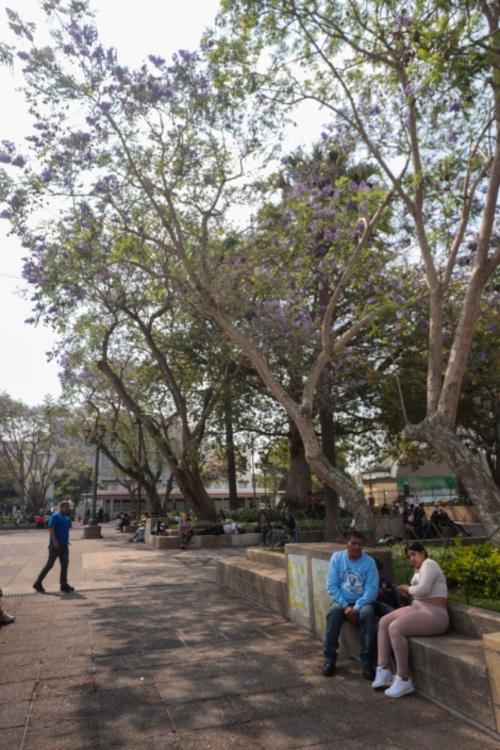 Los &aacute;rboles tambi&eacute;n brindan sombra en esta &eacute;poca. (Foto: Municipalidad de Guatemala)