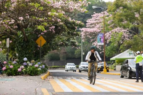 Las jacarandas se encuentran en varias zonas de la ciudad. (Foto: Municipalidad de Guatemala)