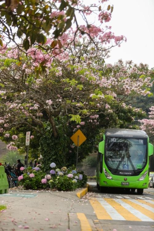 El color adorna las calles de la ciudad. (Foto: Municipalidad de Guatemala)