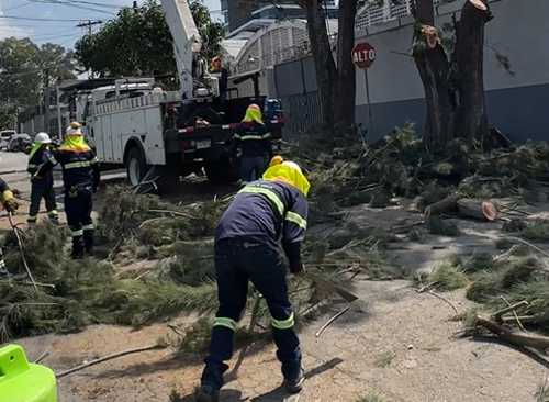 Las podas las hacen elementos de la Unidad de Podas y Talas. (Foto: Municipalidad de Guatemala)