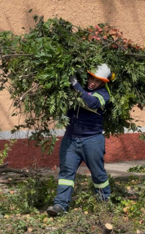 Se cuenta con siete cuadrillas encargadas de las podas. (Foto: Municipalidad de Guatemala)