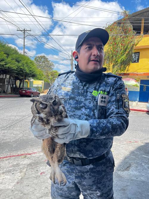 rescate búho mixco 