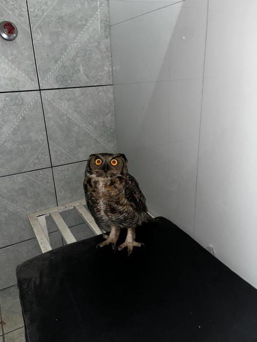 Policia Municipal Forestal y de Medio Ambiente Mixco 2