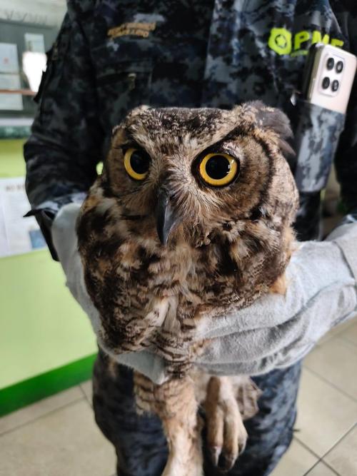 rescate búho mixco 3