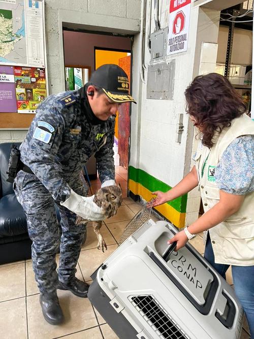 rescate búho mixco 5