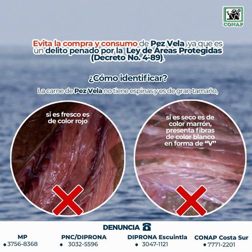  Advierten sobre consumo de Pez Vela. (Foto: CONAP)