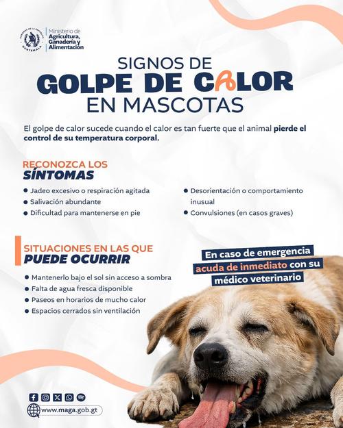 El riesgo aumento por exposici&oacute;n al sol, poca hidrataci&oacute;n y espacios sin ventilaci&oacute;n. (Imagen: MAGA)