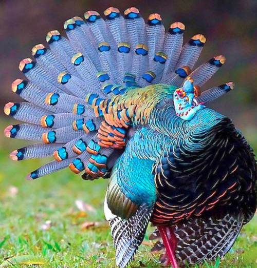 pavo ocelado 1