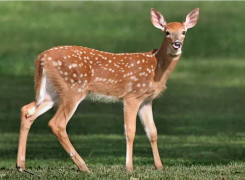 venado cola blanca 1