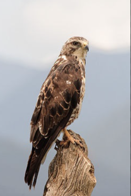 halc&oacute;n peregrino