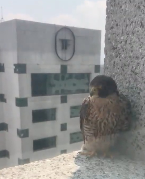 halc&oacute;n peregrino tikal