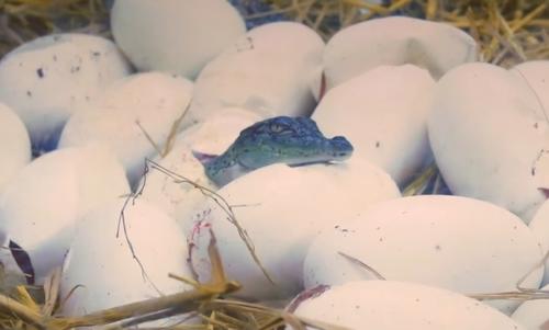 Los lugares de riesgo como zona de anidaci&oacute;n y tr&aacute;nsito de cocodrilos deben ser evitadas por la presencia humana. (Foto: Conap)