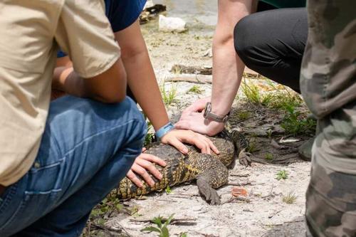 El personal del CONAP supervisa los cocodrilos en su entorno natural. (Foto: Conap)