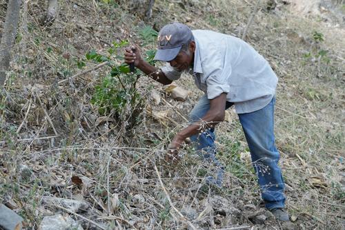 Agricultores recurren a la siembra en seco ante la falta de lluvia con el riesgo de perder la semilla por falta de agua y la cosecha. (Foto: Wilder L&oacute;pez/Soy502)