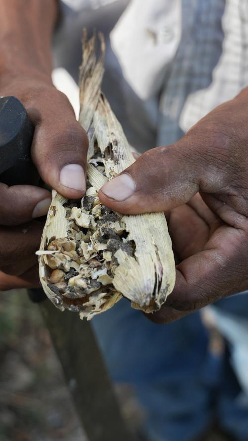 Productores del Corredor Seco arriesgan sus semillas ante las sequ&iacute;as prolongadas. (Foto: Wilder L&oacute;pez/Soy502) 