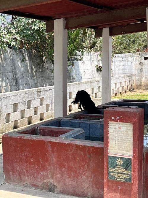 perro busca refrescarse pileta
