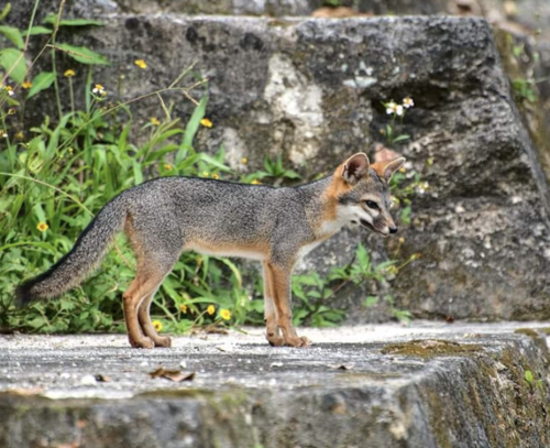 zorro gris peten guatemala