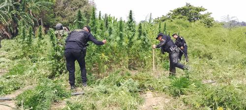 La PNC contabiliz&oacute; 107 mil 852 matas de marihuana en el &aacute;rea. (Foto: PNC/Soy502)
