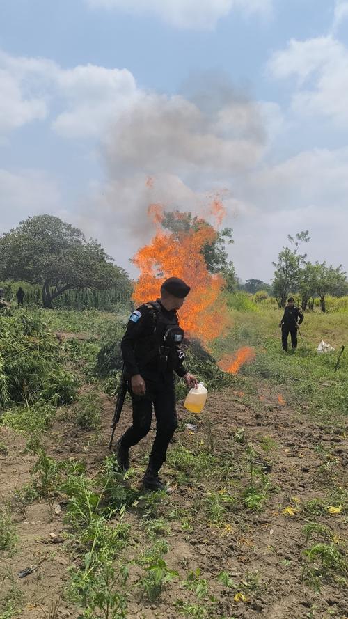 Im&aacute;genes de la incineraci&oacute;n de plantas de mariguana en Las Cruces, Pet&eacute;n. (Foto: PNC/Soy502)