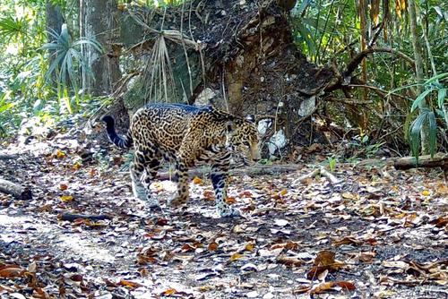 Jaguar patrón petén 1