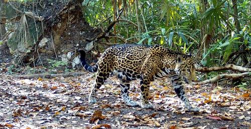 Jaguar patrón petén 2