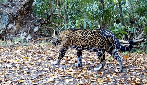 Jaguar patrón petén 3
