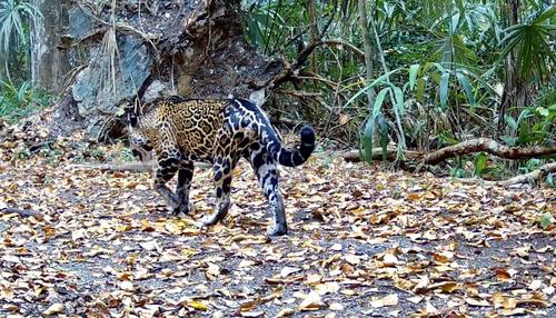 Jaguar patrón petén 4