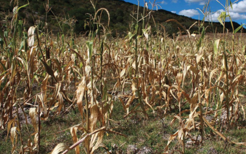 Se estima que la humedad que necesitan los cultivos se ve afectada por los periodos de sequ&iacute;a prolongados. (Foto: Archivo/Soy502)