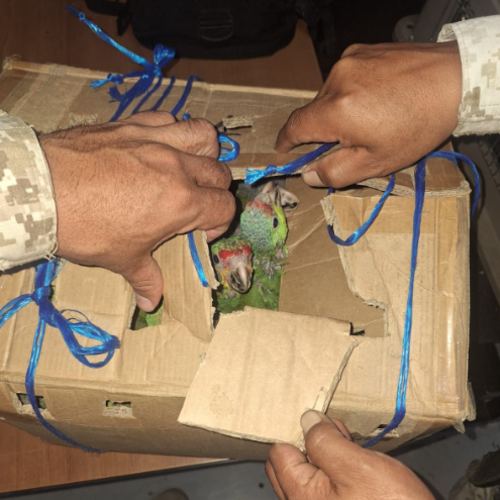 Las aves eran transportadas dentro de una caja de cart&oacute;n. (Foto: Ministerio P&uacute;blica)