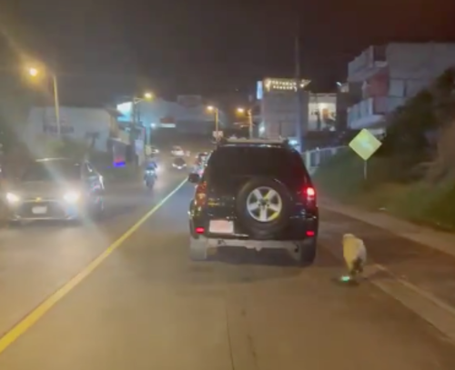 El perro habr&iacute;a sido abandonado en un tramo de Ciudad Quetzal. (Foto: Captura de video)