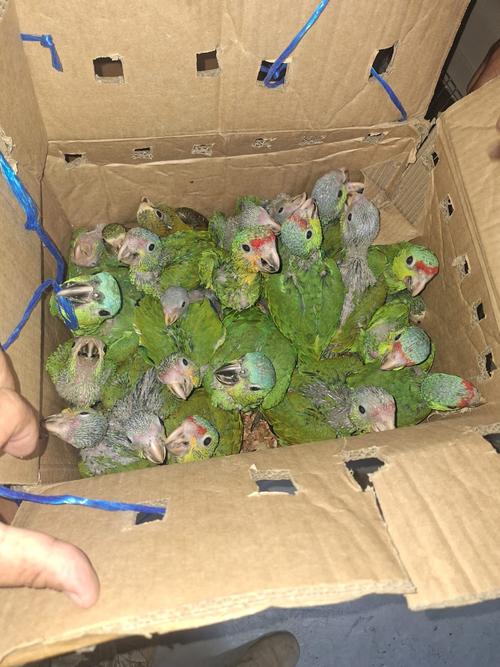 Las aves fueron localizadas y rescatadas por medio de la colaboraci&oacute;n entre la Fiscal&iacute;a de Delitos contra el Ambiente y Polic&iacute;a Nacional Civil (Foto: Ministerio P&uacute;blicos)