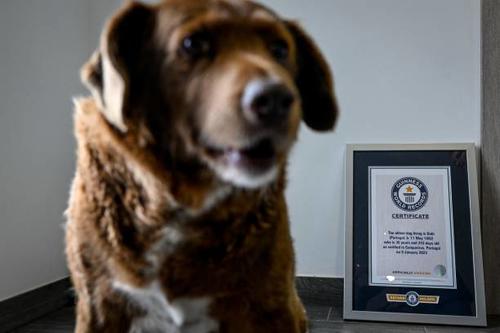 El perro Bobi muri&oacute; a los 31 a&ntilde;os en 2023, seg&uacute;n el sitio web del Guinness World Records. (Foto: AFP)