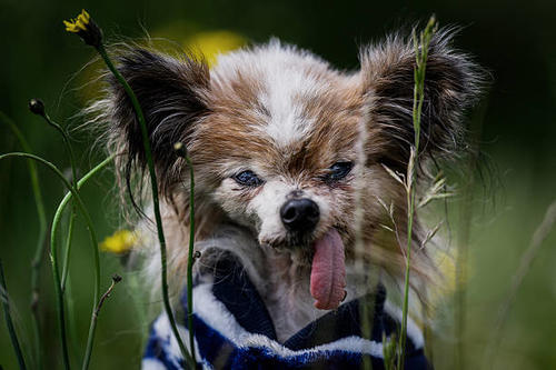 Lazare, era un perro de raza spaniel franc&eacute;s que naci&oacute; el 4 de diciembre de 1995. (Foto: AFP)