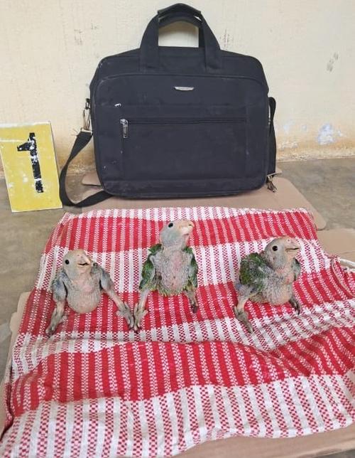 Las peque&ntilde;as aves fueron llevadas a un centro protegido para su evaluaci&oacute;n al ser reci&eacute;n nacidas. (Foto: Ministerio P&uacute;blico) 