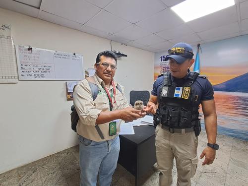 La peque&ntilde;a lechuza fue entregada a Conap para que pueda ser evaluada y luego liberada en su h&aacute;bitat natural. (Foto: PNC)