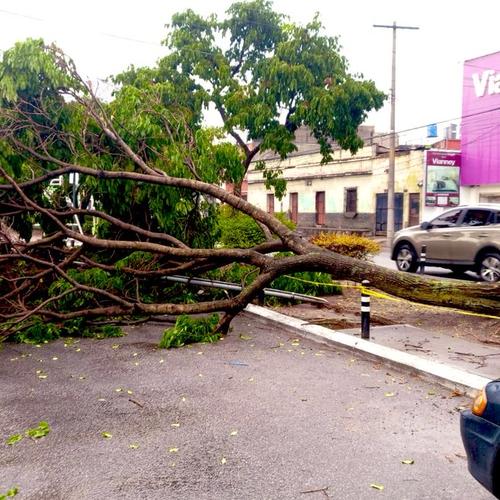 El &aacute;rbol de gran magnitud cay&oacute; sobre la avenida Petapa. (Foto: Am&iacute;lcar Montejo)