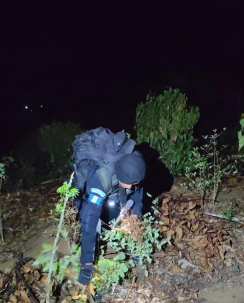 Seg&uacute;n las autoridades, estas acciones suman a la lucha antinarc&oacute;tica. (Foto: MinGob)