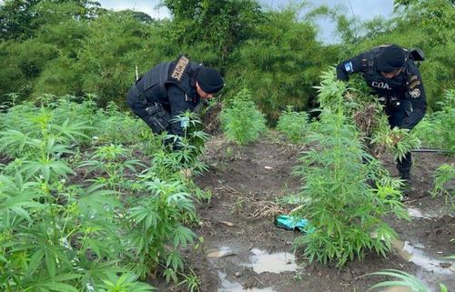 Autoridades localizaron y erradicaron 20,400 plantas de marihuana cultivadas en &aacute;reas monta&ntilde;osas de Pet&eacute;n. (Foto: Mingob)