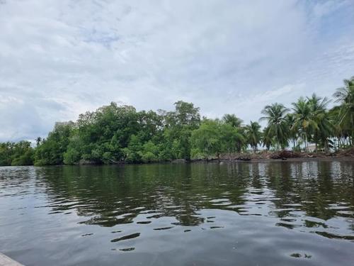 Reserva Manch&oacute;n Guamuchal lucha por sobrevivir en la costa de Gt. (Foto: Dosis Diaria)