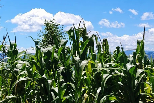 El Vider tambi&eacute;n aconseja revisar las &aacute;reas de cosecha y guardar los productos recolectados en lugares secos y ventilados. (Foto: MAGA)