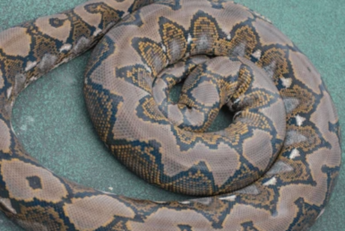 Reptiles fueron los animales que m&aacute;s se localizaron. (Foto: Shutterstock)
