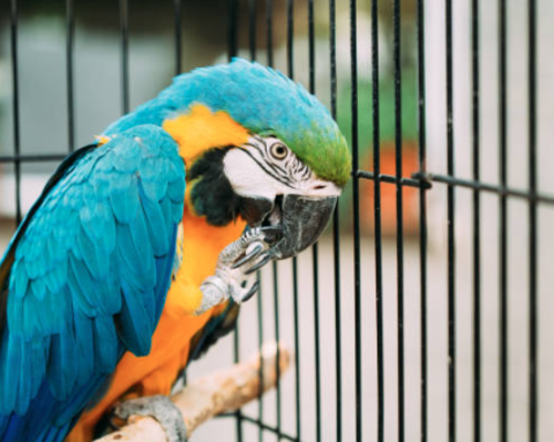 Al menos mil animales salvajes fueron incautados. (Foto: iStock)