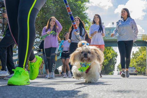 Mascotas y due&ntilde;os saldr&aacute;n a participar en la carrera. (Foto: Cortes&iacute;a Municipalidad de Guatemala)