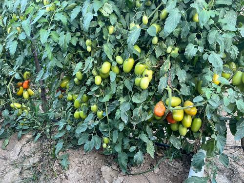 El tomate cosechado por el agricultor es distribuido en varios mercados del departamento y de la capital. (Foto: Carlos Monroy)